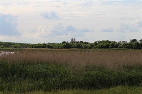 Un campo de hierba alta y árboles con midewin national tallgrass