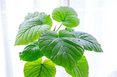 初心者でもok！ハート型の葉をもつ観葉植物・ウンベラータの育て方 胡蝶蘭・スタンド花のプレミアガーデン