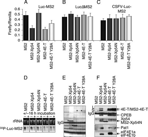 Tethered 4e T Represses Translation Mrnas Encoding Ms2 Ms2 Xp54