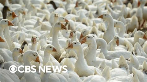 Avian Influenza Strain Discovered In Mammals World Health Organization