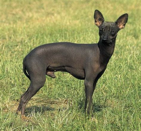 Yo estoy aquí... ¿Dónde estás tú?: MOMIAS DE PERRO EN TEMPLO INCA