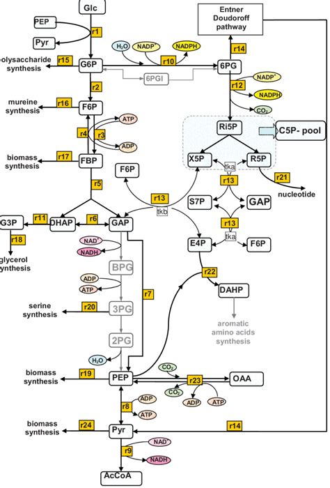 Metabolic Network Of E Coli Central Metabolism Download Scientific