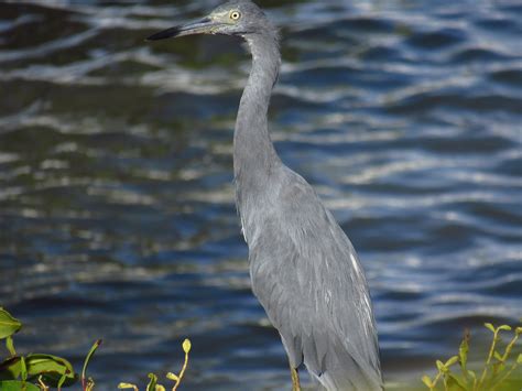 Heron Fleuve Photo Gratuite Sur Pixabay Pixabay