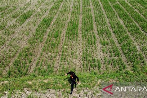 El Nino Diversifikasi Dan Ketahanan Pangan Nasional Antara News