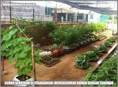 Gemar Berkebun Di Pekarangan Menghijaukan Rumah Dengan Tanaman Desa