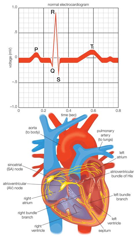 Electrical Conduction Pathway Of The Heart Diagram The Elect