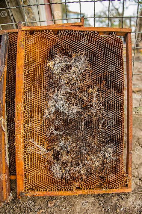 Culled Old Brood Frame From Honey Bee Hive With Wax Moth Tunnels And