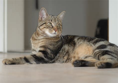 european shorthair kitty cat  stock photo public domain pictures