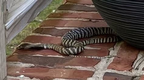 Raleigh snake: Escaped zebra cobra caught and removed but what happens ...