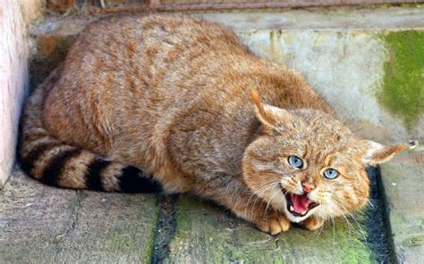 Китайская (горная) кошка или гобийская серая: фото, содержание