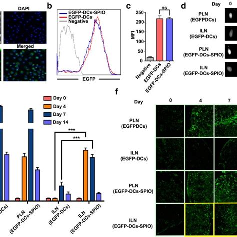 Migration And Location Of Egfp Dcs After Labelling With Spio A Laser