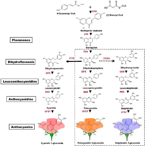 Figure 1 From Anthocyanins In Floral Colors Biosynthesis And