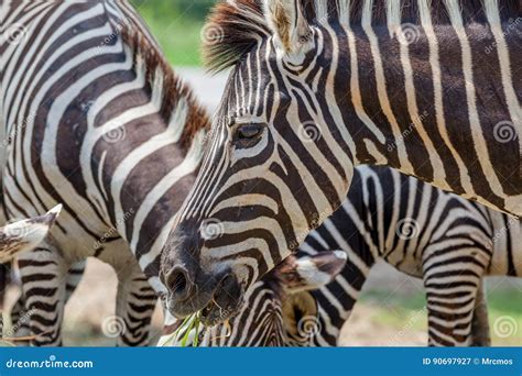 Close Up Two Zebras Eating Grass In Zoo Stock Image Image Of Prairie