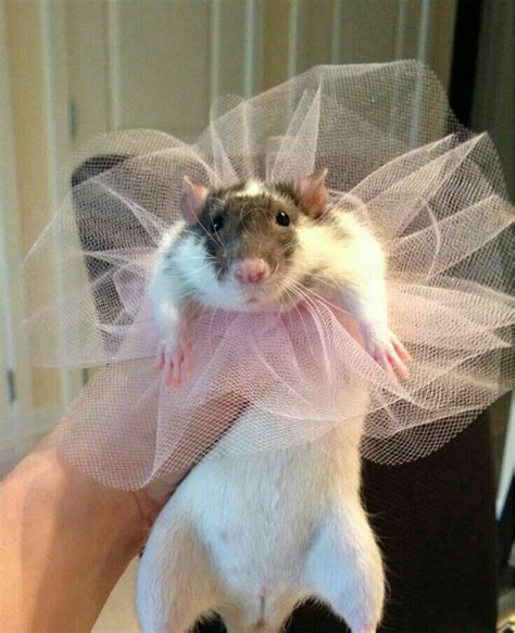 Rat Wearing Tutu Pet Rats Cute Rats Funny Rats