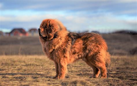 Le 10 razze di cani più grandi del mondo Pagina 8 di 10 Amici di Casa