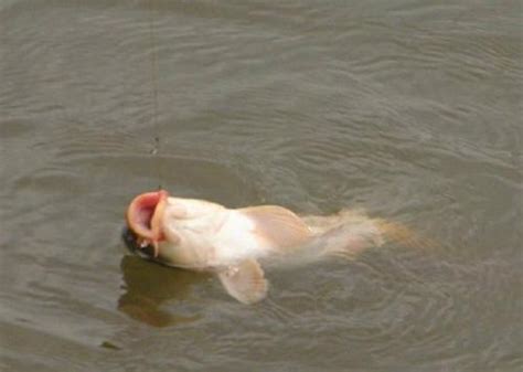 冬釣鯽夏釣鯉！夏季野釣只需簡單5步，讓你連杆不斷撿魚到手軟 每日頭條