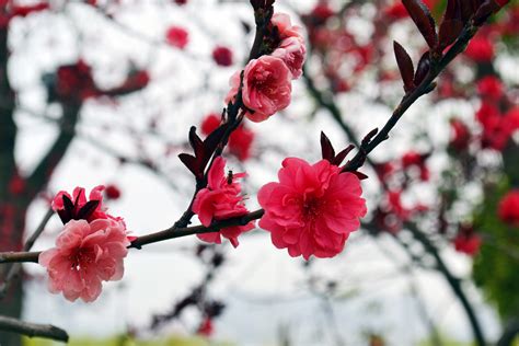 【花开花落摄影图片】风光摄影太平洋电脑网摄影部落