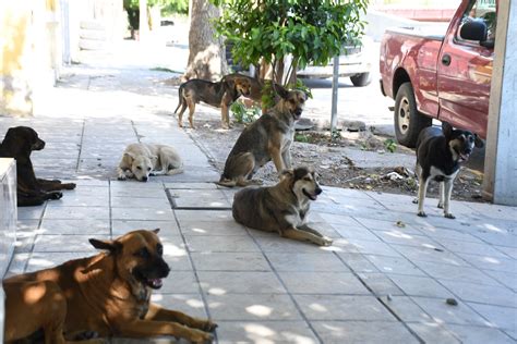 Día del perro callejero por qué se celebra el 27 de julio