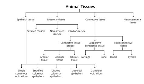 How Many Types Of Tissues Are Found In Animals