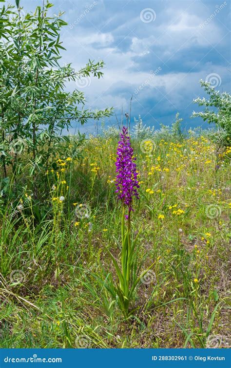 Orchis Mascula Early Purple Orchid Flowering Plants From The Steppe