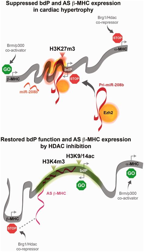 Schematic representation of the α β MHC gene regulating events at the