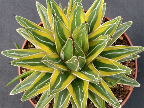 Agave Victoriae Reginae Golden Princess Is A Beautiful Form Of The