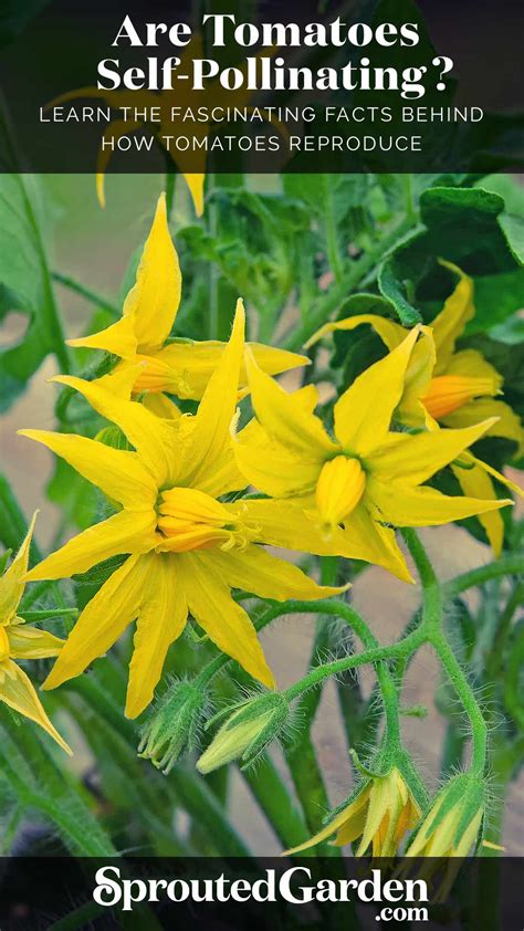 Are Tomatoes Self-Pollinating? - SproutedGarden.com