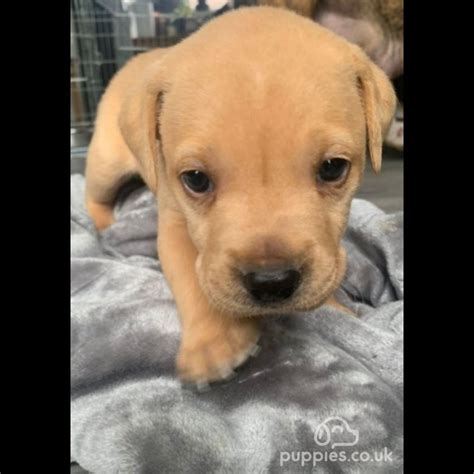 Labrador Retriever Sale Billingham Durham Beautiful Labrador