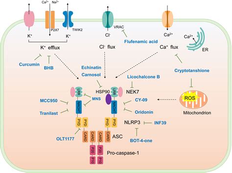 Frontiers The Mechanism Of NLRP3 Inflammasome Activation And Its