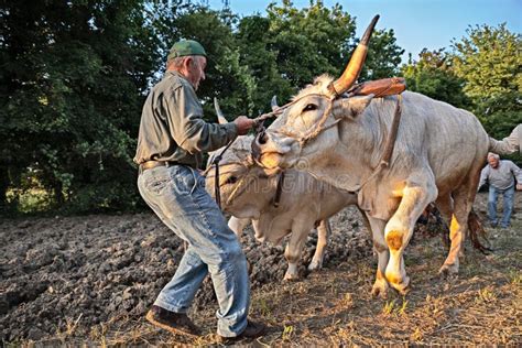 Het Ploegen Met Ossen Stock Foto Image Of Grond Platteland