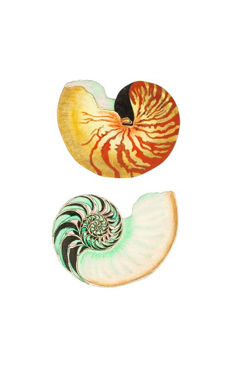 Old Vintage Illustration Of Seashells Free Stock Photo Public Domain