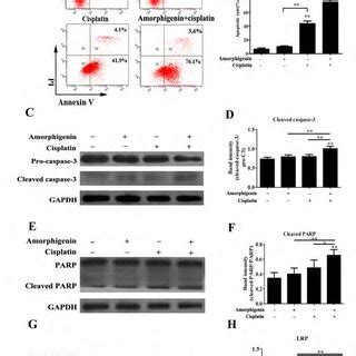 Combination Of Amorphigenin With Cisplatin Enhances The Inhibition