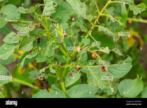 Potato Cultivation Destroyed By Larvae And Beetles Of Colorado Potato