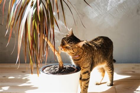 El Gato Olfatea Y Mordisquea La Planta De La Casa Dracaena En El