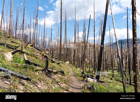 Una Ruta De Senderismo Serpentea A Trav S De Un Bosque Marcado Por El