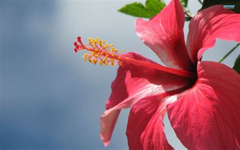 Hibiscus Flower Wallpaper Hd For Mobile Best Flower Site