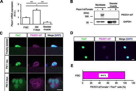 The Mechanosensitive Ion Channel PIEZO1 Promotes Satellite Cell