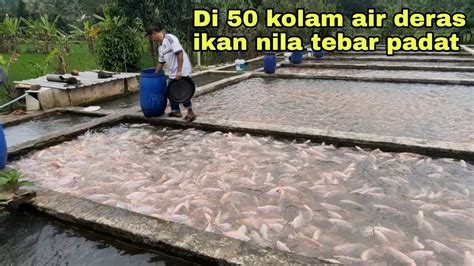 WAW DI 50 KOLAM AIR DERAS IKAN NILA TEBAR SUPER PADAT YouTube