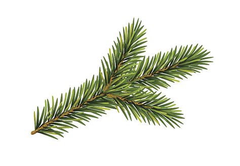 Best Pine Needles On White Illustrations, Royalty-Free Vector Graphics ...