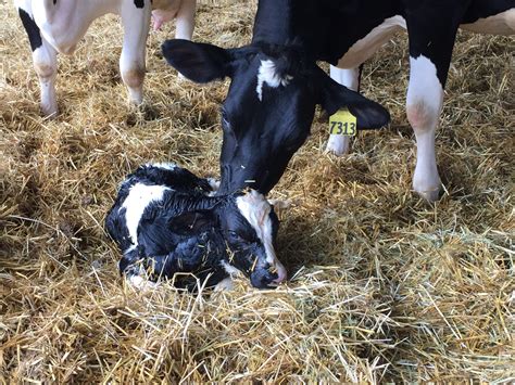 Vigor Vitality Score Aids In Calf Care Dairy