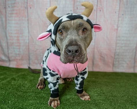 Pitbull Cow Costume custom Pitbull Sweatshirt Hoodie Pitbull Costume, Pitbull Sweater, Pitbull ...