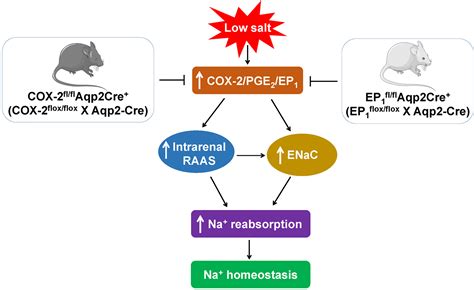 Na Retaining Action Of Cox 2 Cyclooxygenase 2 Ep1 Pathway In The