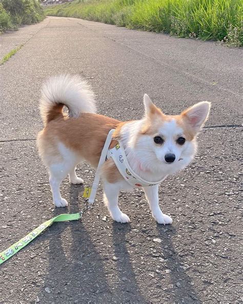 Corgi Pom Corgi And Pomeranian Mix Info Pictures Facts Faqs And More