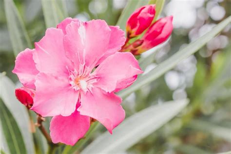 Free Stock Photo of Oleander rose bay flower | Download Free Images and ...