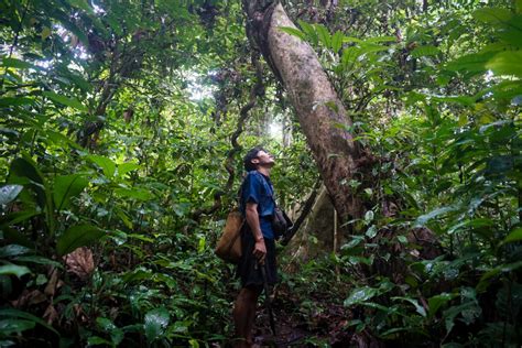 Komunitas Punan Batu Benau Was Was Perambahan Hutan Adat