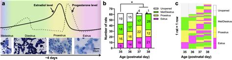 Adolescent Rats Show Estrous Cycle Mediated Sex Differences In