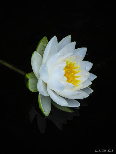 Lily Pad Bloom By Afl On Deviantart