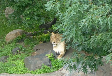 The Como Park Zoo Simply Norma