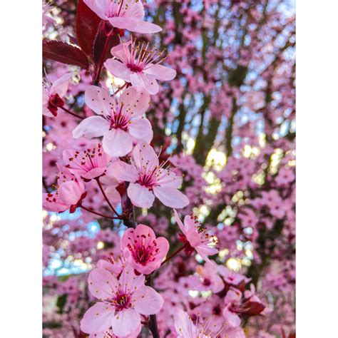 Winston Porter Cherry Blossom By Heidi Bannon Wrapped Canvas Print