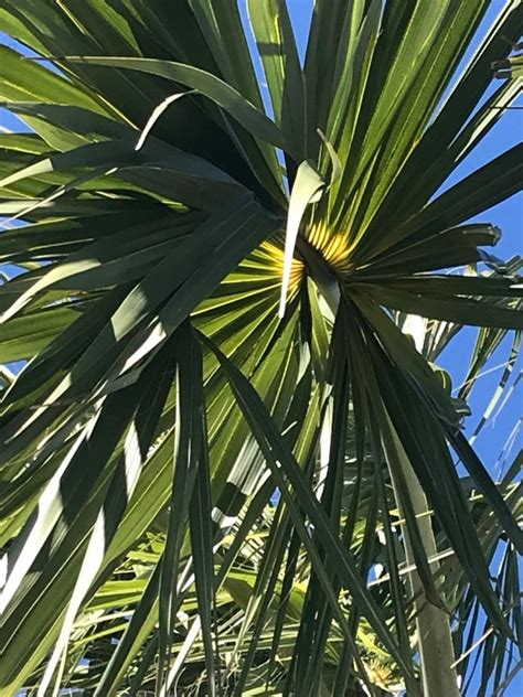 Sabal Surprise Yellowing COLD HARDY PALMS PalmTalk